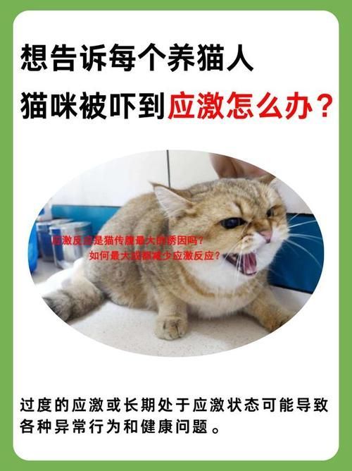 如何判斷龍貓和貓是否適應(yīng)