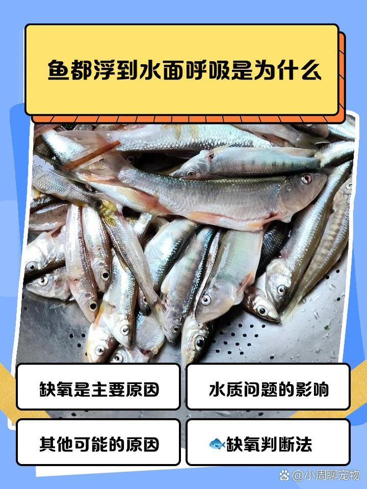 魚浮在水面呼吸急促是為什么 魚浮在水面呼吸急促是為什么 龍魚百科 第1張