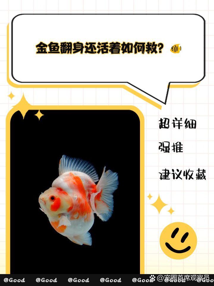 有哪些方法可以幫助金魚恢復(fù)，寵圈首席觀察員金魚常見病及其治療方法可以幫助金魚恢復(fù)健康 有哪些方法可以幫助金魚恢復(fù)，寵圈首席觀察員金魚常見病及其治療方法可以幫助金魚恢復(fù)健康 龍魚百科 第1張