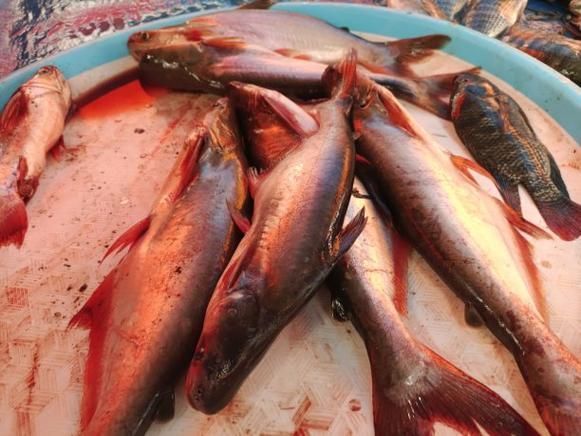 南平龍魚的市場價格是多少?,南平龍魚市場價格是多少南平龍魚市場價格對比表 龍魚百科 第4張 南平龍魚的市場價格是多少?,南平龍魚市場價格是多少南平龍魚市場價格對比表 南平龍魚的市場價格是多少?,南平龍魚市場價格是多少南平龍魚市場價格對比表 龍魚百科 第4張