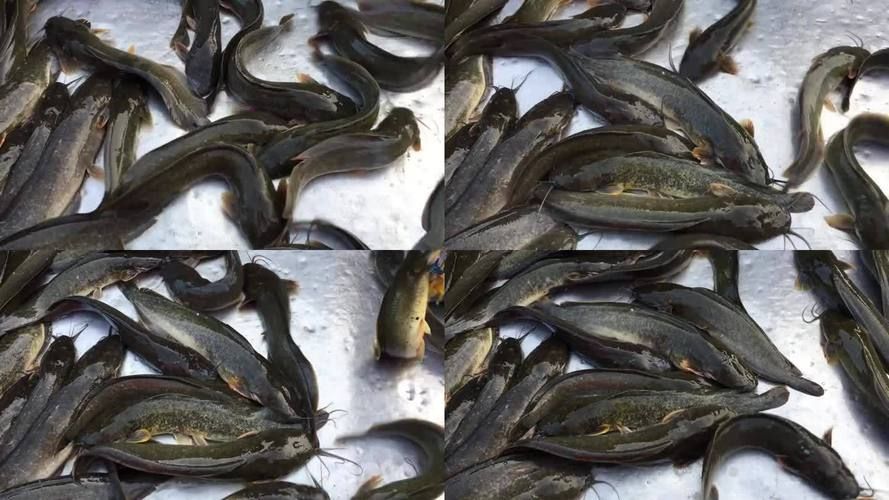 南平龍魚的市場價格是多少?,南平龍魚市場價格是多少南平龍魚市場價格對比表 龍魚百科 第3張 南平龍魚的市場價格是多少?,南平龍魚市場價格是多少南平龍魚市場價格對比表 南平龍魚的市場價格是多少?,南平龍魚市場價格是多少南平龍魚市場價格對比表 龍魚百科 第3張