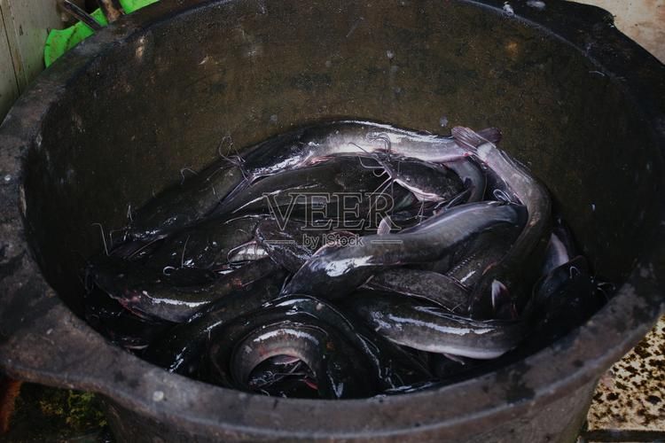 南平龍魚的市場價格是多少?,南平龍魚市場價格是多少南平龍魚市場價格對比表 龍魚百科 第2張 南平龍魚的市場價格是多少?,南平龍魚市場價格是多少南平龍魚市場價格對比表 南平龍魚的市場價格是多少?,南平龍魚市場價格是多少南平龍魚市場價格對比表 龍魚百科 第2張