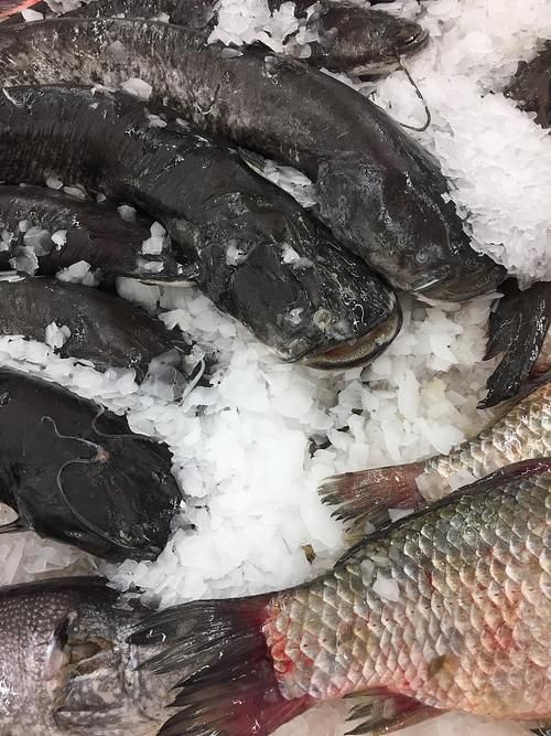 南平龍魚的市場價格是多少?,南平龍魚市場價格是多少南平龍魚市場價格對比表 龍魚百科 第6張 南平龍魚的市場價格是多少?,南平龍魚市場價格是多少南平龍魚市場價格對比表 南平龍魚的市場價格是多少?,南平龍魚市場價格是多少南平龍魚市場價格對比表 龍魚百科 第6張