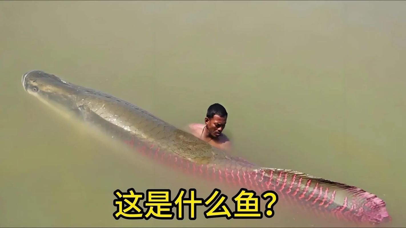祥龍魚場(chǎng)的巨骨舌魚有哪些經(jīng)典品相,祥龍魚場(chǎng)的巨骨舌魚有哪些經(jīng)典品相祥龍魚場(chǎng)有哪些經(jīng)典品相 龍魚百科 第1張 祥龍魚場(chǎng)的巨骨舌魚有哪些經(jīng)典品相,祥龍魚場(chǎng)的巨骨舌魚有哪些經(jīng)典品相祥龍魚場(chǎng)有哪些經(jīng)典品相 祥龍魚場(chǎng)的巨骨舌魚有哪些經(jīng)典品相,祥龍魚場(chǎng)的巨骨舌魚有哪些經(jīng)典品相祥龍魚場(chǎng)有哪些經(jīng)典品相 龍魚百科 第1張