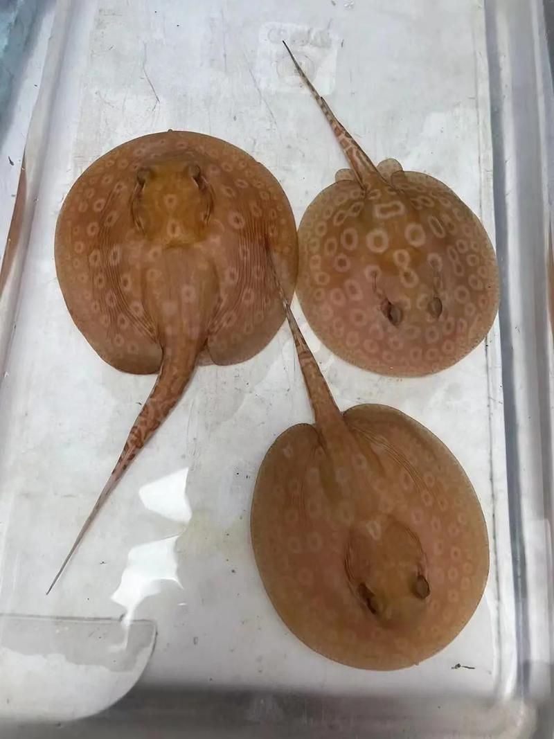 白子黑帝王魟魚，potamotrygonmotoro白子黑帝王魟魚