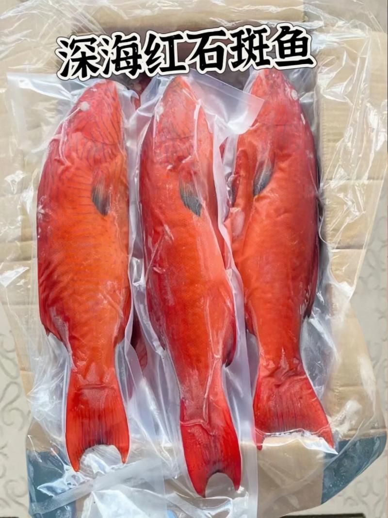 深海紅龍魚有哪些品種，“深海紅龍魚”品種對比表，幫你快速分辨紅龍和橘紅龍的區別 深海紅龍魚有哪些品種，“深海紅龍魚”品種對比表，幫你快速分辨紅龍和橘紅龍的區別 龍魚百科 第11張