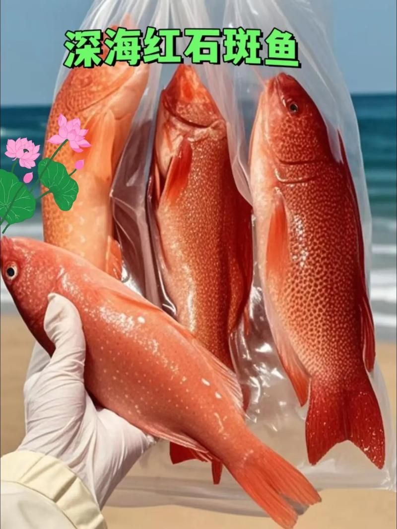 深海紅龍魚有哪些品種，“深海紅龍魚”品種對比表，幫你快速分辨紅龍和橘紅龍的區別 深海紅龍魚有哪些品種，“深海紅龍魚”品種對比表，幫你快速分辨紅龍和橘紅龍的區別 龍魚百科 第9張