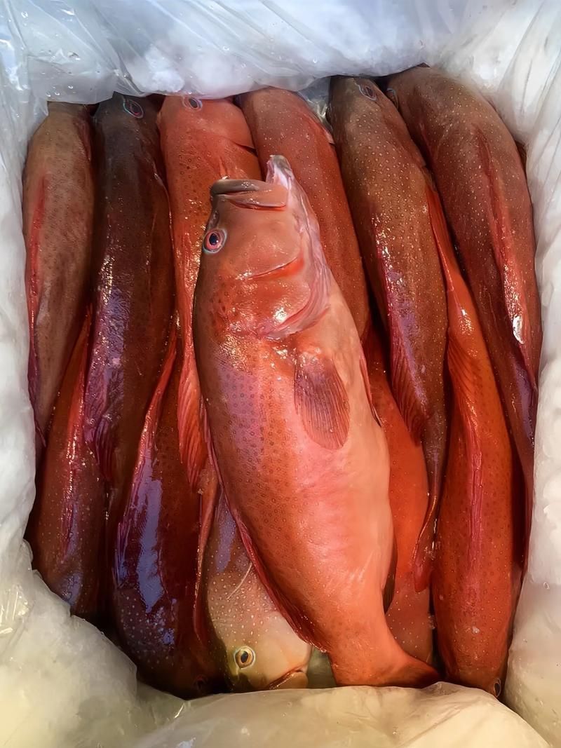 深海紅龍魚有哪些品種，“深海紅龍魚”品種對比表，幫你快速分辨紅龍和橘紅龍的區別 深海紅龍魚有哪些品種，“深海紅龍魚”品種對比表，幫你快速分辨紅龍和橘紅龍的區別 龍魚百科 第10張