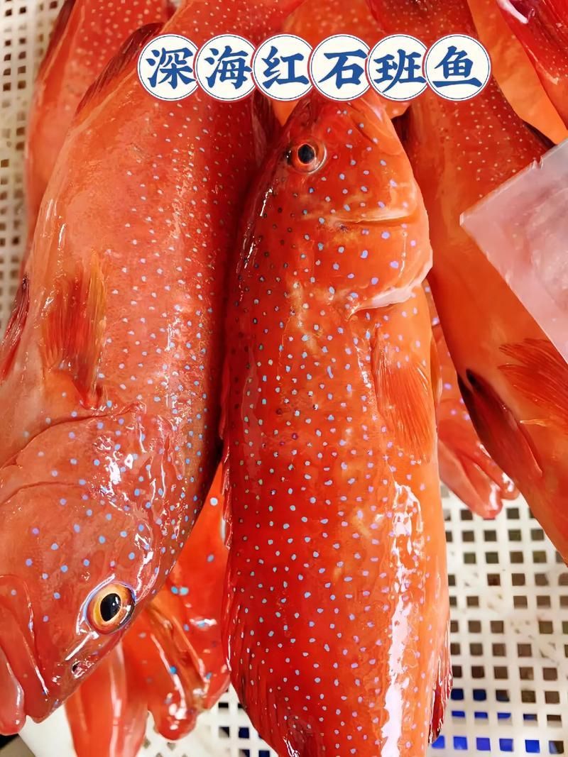 深海紅龍魚有哪些品種，“深海紅龍魚”品種對比表，幫你快速分辨紅龍和橘紅龍的區別 深海紅龍魚有哪些品種，“深海紅龍魚”品種對比表，幫你快速分辨紅龍和橘紅龍的區別 龍魚百科 第8張