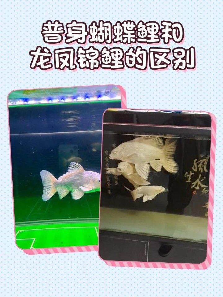 龍鳳錦鯉哪個品種最珍貴？，龍鳳錦鯉哪個品種最珍貴 龍鳳錦鯉哪個品種最珍貴？，龍鳳錦鯉哪個品種最珍貴 龍魚百科 第6張