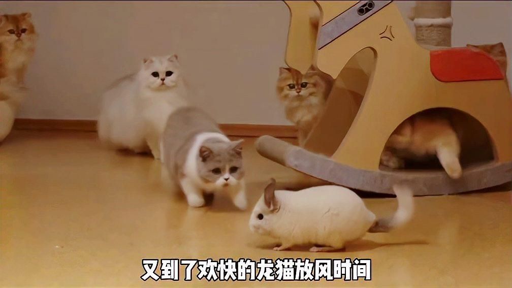 龍貓和貓有哪些可能的互動，龍貓和貓的互動可能包括以下幾種情況 龍貓和貓有哪些可能的互動，龍貓和貓的互動可能包括以下幾種情況 龍魚百科