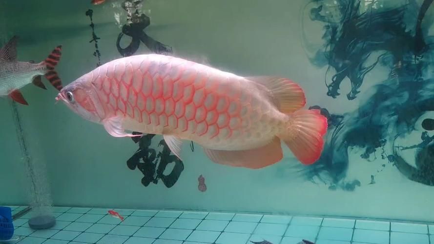 如何辨別真假辣椒紅龍龍魚？，如何辨別真假辣椒紅龍魚？ 如何辨別真假辣椒紅龍龍魚？，如何辨別真假辣椒紅龍魚？ 龍魚百科 第8張