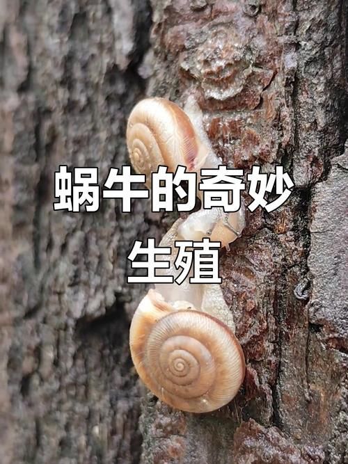 能否提供蝸牛交尾的詳細(xì)步驟圖，能否提供蝸牛交尾的詳細(xì)步驟圖蝸牛交尾的詳細(xì)步驟圖