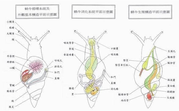 能否提供蝸牛交尾的詳細(xì)步驟圖，能否提供蝸牛交尾的詳細(xì)步驟圖蝸牛交尾的詳細(xì)步驟圖