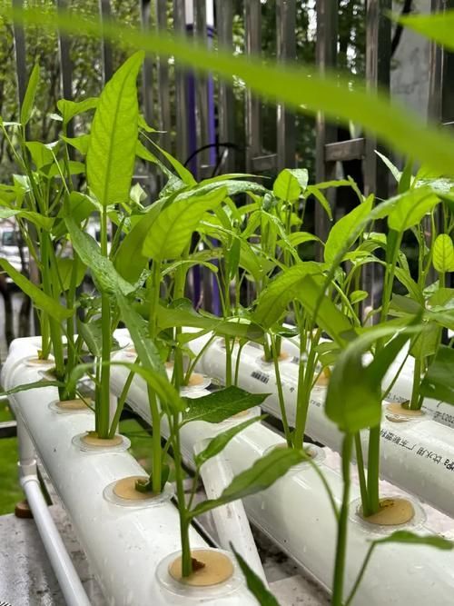 如何預防魚浮頭，/水產養殖魚浮頭預防詳解：如何預防魚浮頭 如何預防魚浮頭，/水產養殖魚浮頭預防詳解：如何預防魚浮頭 龍魚百科 第10張