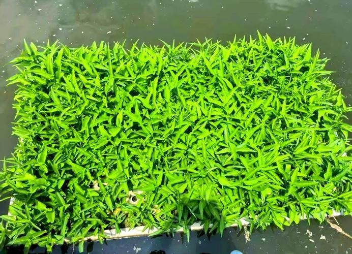 如何預防魚浮頭，/水產養殖魚浮頭預防詳解：如何預防魚浮頭 如何預防魚浮頭，/水產養殖魚浮頭預防詳解：如何預防魚浮頭 龍魚百科 第6張