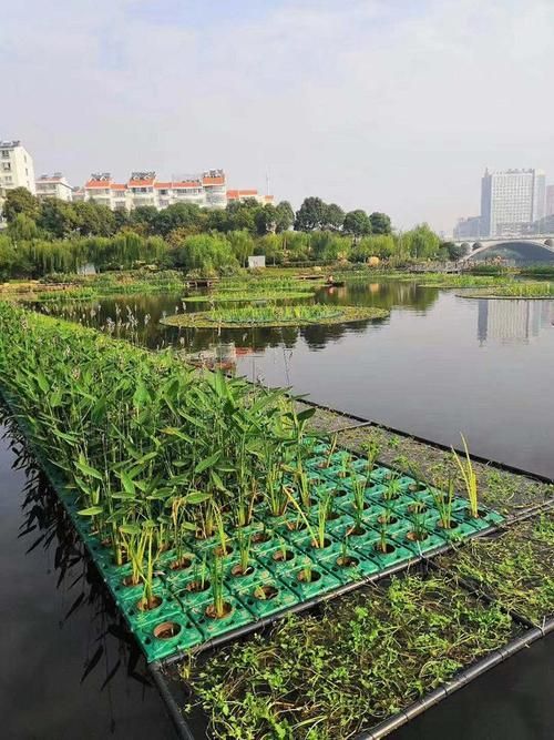 如何預防魚浮頭，/水產養殖魚浮頭預防詳解：如何預防魚浮頭 如何預防魚浮頭，/水產養殖魚浮頭預防詳解：如何預防魚浮頭 龍魚百科 第8張