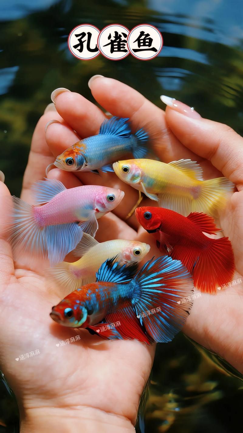 能否提供十大最好養魚的詳細圖文介紹 龍魚百科 第3張 能否提供十大最好養魚的詳細圖文介紹 能否提供十大最好養魚的詳細圖文介紹 龍魚百科 第3張