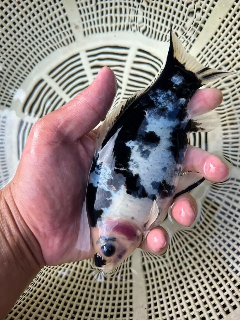 能否提供十大最好養魚的詳細圖文介紹 龍魚百科 第22張 能否提供十大最好養魚的詳細圖文介紹 能否提供十大最好養魚的詳細圖文介紹 龍魚百科 第22張