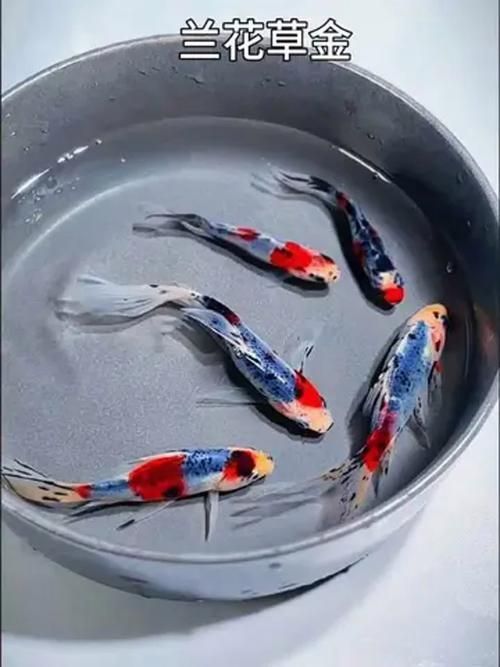 能否提供十大最好養魚的詳細圖文介紹 龍魚百科 第24張 能否提供十大最好養魚的詳細圖文介紹 能否提供十大最好養魚的詳細圖文介紹 龍魚百科 第24張