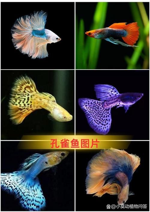 能否提供十大最好養魚的詳細圖文介紹 龍魚百科 第4張 能否提供十大最好養魚的詳細圖文介紹 能否提供十大最好養魚的詳細圖文介紹 龍魚百科 第4張