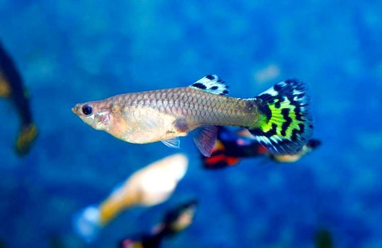 能否提供十大最好養魚的詳細圖文介紹 龍魚百科 第9張 能否提供十大最好養魚的詳細圖文介紹 能否提供十大最好養魚的詳細圖文介紹 龍魚百科 第9張