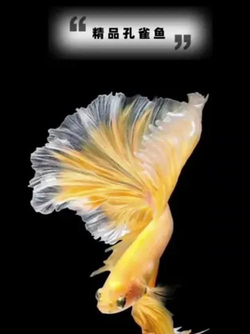 能否提供十大最好養魚的詳細圖文介紹 龍魚百科 第8張 能否提供十大最好養魚的詳細圖文介紹 能否提供十大最好養魚的詳細圖文介紹 龍魚百科 第8張