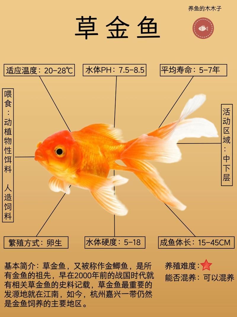 能否提供十大最好養魚的詳細圖文介紹 龍魚百科 第17張 能否提供十大最好養魚的詳細圖文介紹 能否提供十大最好養魚的詳細圖文介紹 龍魚百科 第17張