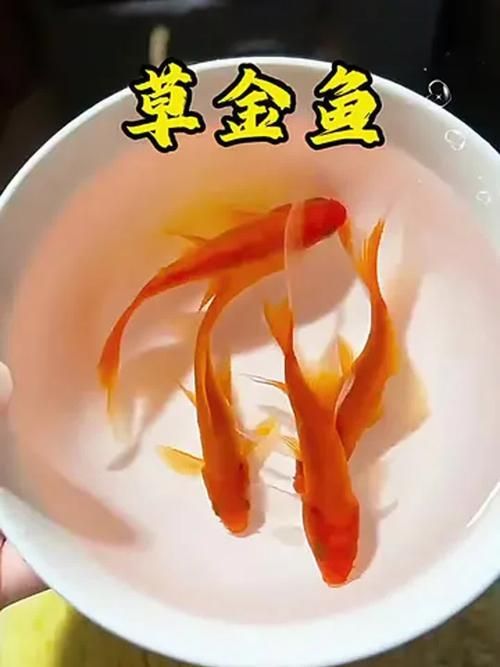 能否提供十大最好養魚的詳細圖文介紹 龍魚百科 第20張 能否提供十大最好養魚的詳細圖文介紹 能否提供十大最好養魚的詳細圖文介紹 龍魚百科 第20張