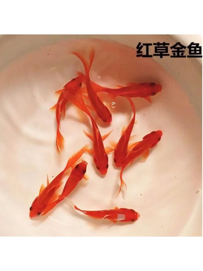能否提供十大最好養魚的詳細圖文介紹 龍魚百科 第19張 能否提供十大最好養魚的詳細圖文介紹 能否提供十大最好養魚的詳細圖文介紹 龍魚百科 第19張