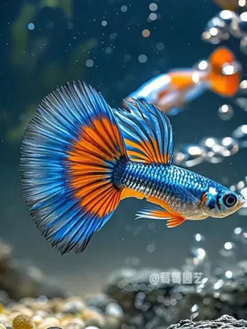 能否提供十大最好養魚的詳細圖文介紹 能否提供十大最好養魚的詳細圖文介紹 龍魚百科 第16張