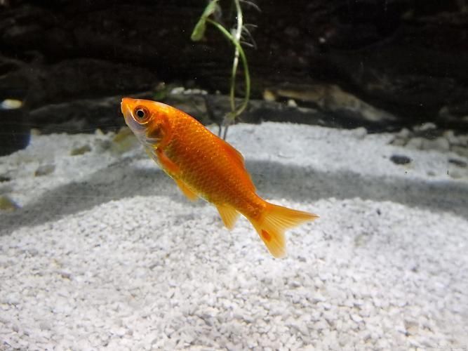 能否提供十大最好養魚的詳細圖文介紹 龍魚百科 第21張 能否提供十大最好養魚的詳細圖文介紹 能否提供十大最好養魚的詳細圖文介紹 龍魚百科 第21張