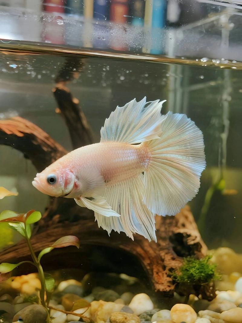 能否提供十大最好養魚的詳細圖文介紹 龍魚百科 第7張 能否提供十大最好養魚的詳細圖文介紹 能否提供十大最好養魚的詳細圖文介紹 龍魚百科 第7張