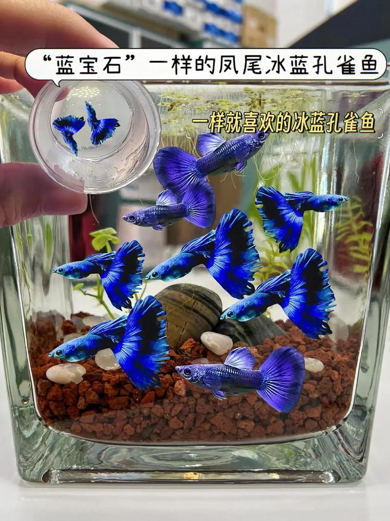 能否提供十大最好養魚的詳細圖文介紹 龍魚百科 第12張 能否提供十大最好養魚的詳細圖文介紹 能否提供十大最好養魚的詳細圖文介紹 龍魚百科 第12張