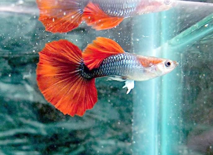 能否提供十大最好養魚的詳細圖文介紹 龍魚百科 第15張 能否提供十大最好養魚的詳細圖文介紹 能否提供十大最好養魚的詳細圖文介紹 龍魚百科 第15張