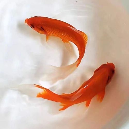能否提供十大最好養魚的詳細圖文介紹 龍魚百科 第28張 能否提供十大最好養魚的詳細圖文介紹 能否提供十大最好養魚的詳細圖文介紹 龍魚百科 第28張