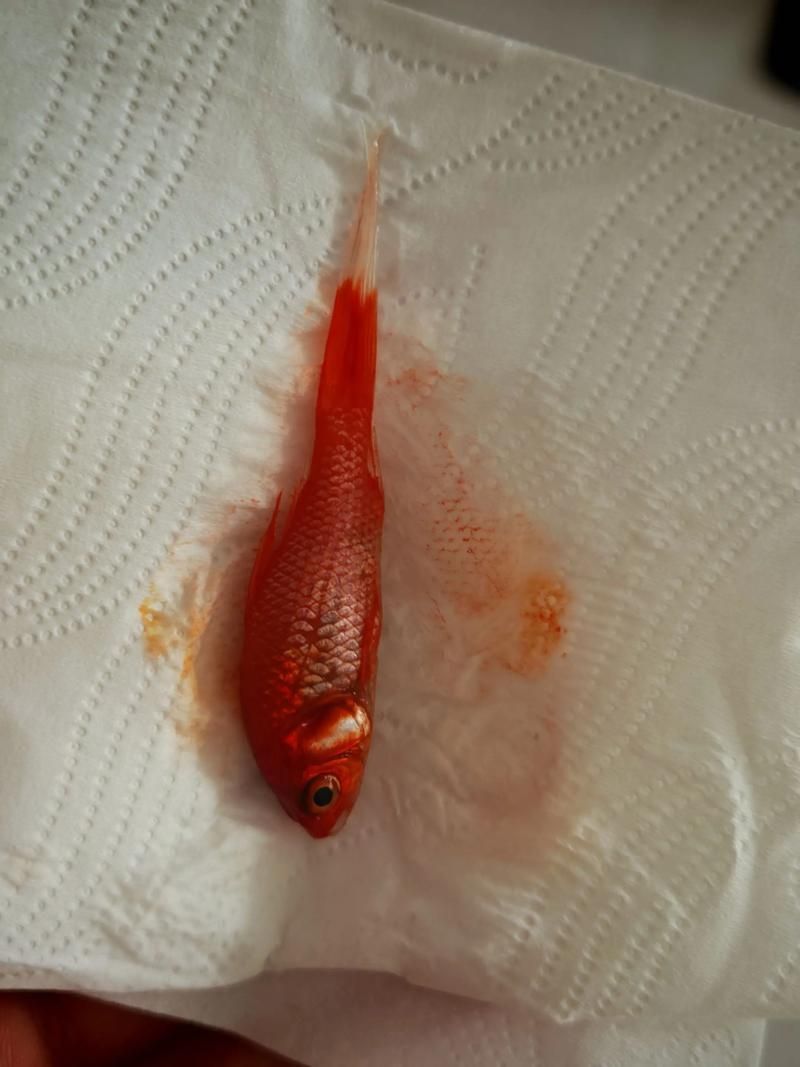 能否提供十大最好養魚的詳細圖文介紹 龍魚百科 第29張 能否提供十大最好養魚的詳細圖文介紹 能否提供十大最好養魚的詳細圖文介紹 龍魚百科 第29張