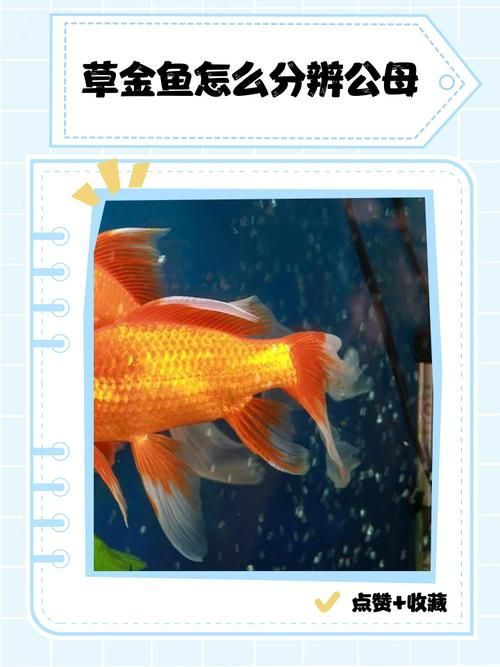 能否提供十大最好養魚的詳細圖文介紹 龍魚百科 第33張 能否提供十大最好養魚的詳細圖文介紹 能否提供十大最好養魚的詳細圖文介紹 龍魚百科 第33張