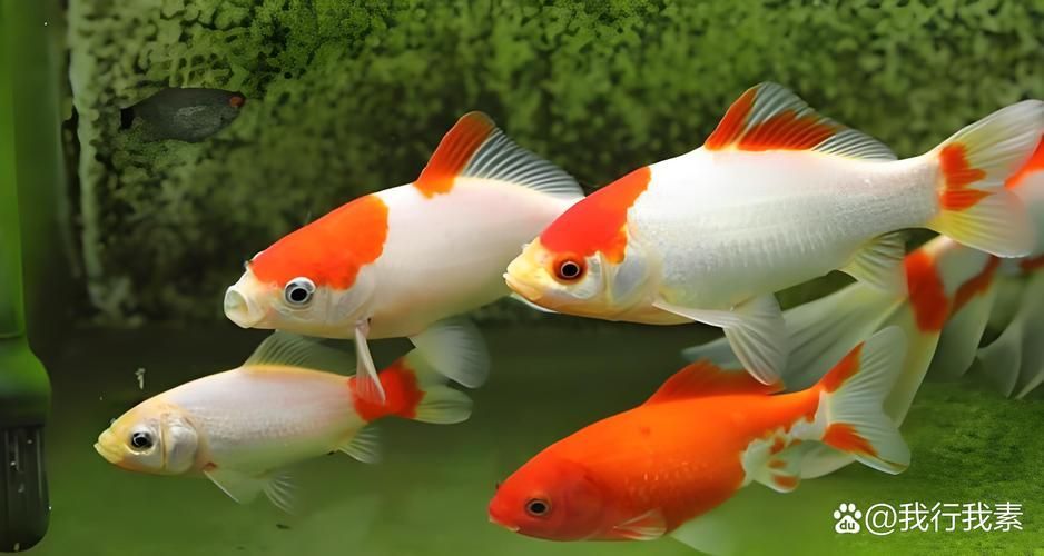 能否提供十大最好養魚的詳細圖文介紹 龍魚百科 第35張 能否提供十大最好養魚的詳細圖文介紹 能否提供十大最好養魚的詳細圖文介紹 龍魚百科 第35張