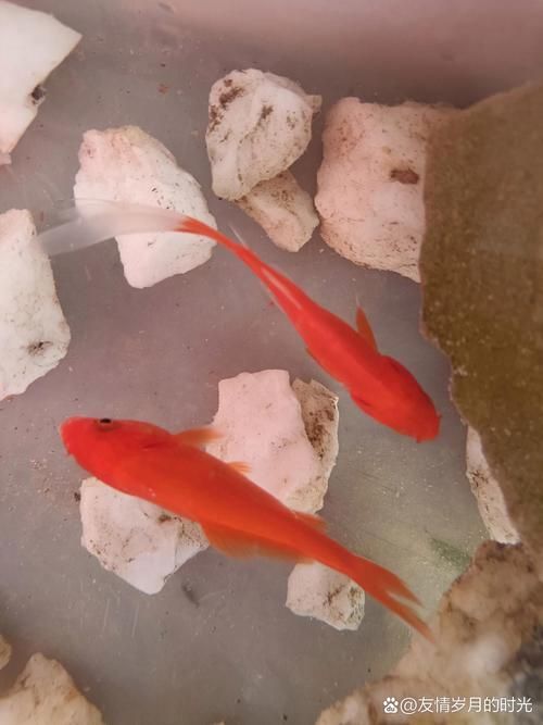 能否提供十大最好養魚的詳細圖文介紹 龍魚百科 第34張 能否提供十大最好養魚的詳細圖文介紹 能否提供十大最好養魚的詳細圖文介紹 龍魚百科 第34張