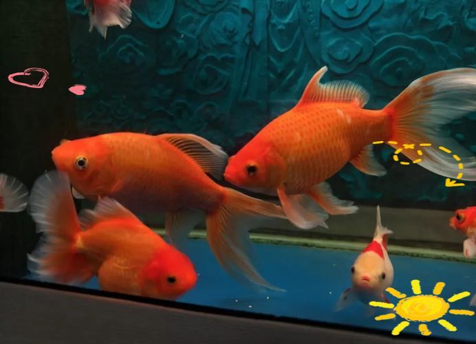 能否提供十大最好養魚的詳細圖文介紹 龍魚百科 第27張 能否提供十大最好養魚的詳細圖文介紹 能否提供十大最好養魚的詳細圖文介紹 龍魚百科 第27張