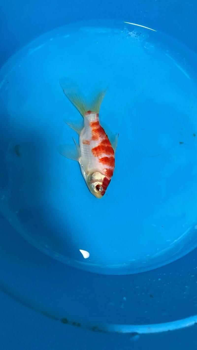 能否提供十大最好養魚的詳細圖文介紹 龍魚百科 第36張 能否提供十大最好養魚的詳細圖文介紹 能否提供十大最好養魚的詳細圖文介紹 龍魚百科 第36張