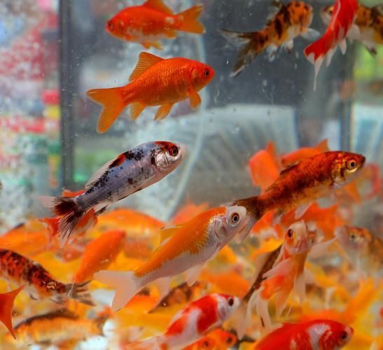 能否提供十大最好養魚的詳細圖文介紹 龍魚百科 第30張 能否提供十大最好養魚的詳細圖文介紹 能否提供十大最好養魚的詳細圖文介紹 龍魚百科 第30張