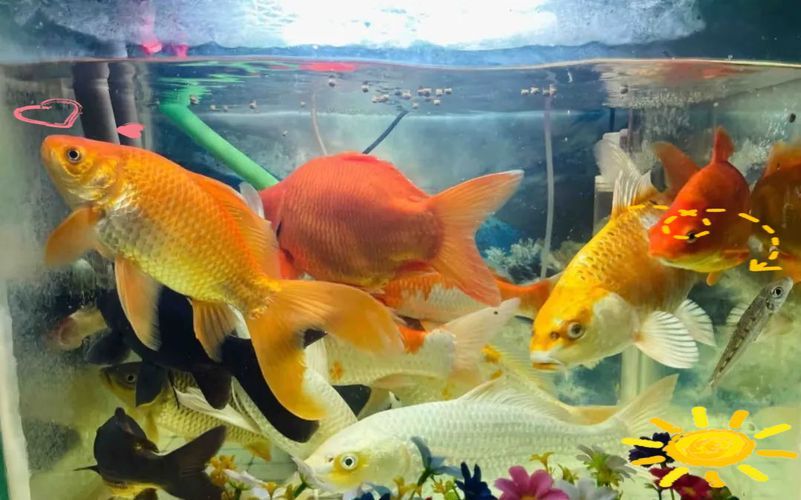 能否提供十大最好養魚的詳細圖文介紹 龍魚百科 第31張 能否提供十大最好養魚的詳細圖文介紹 能否提供十大最好養魚的詳細圖文介紹 龍魚百科 第31張