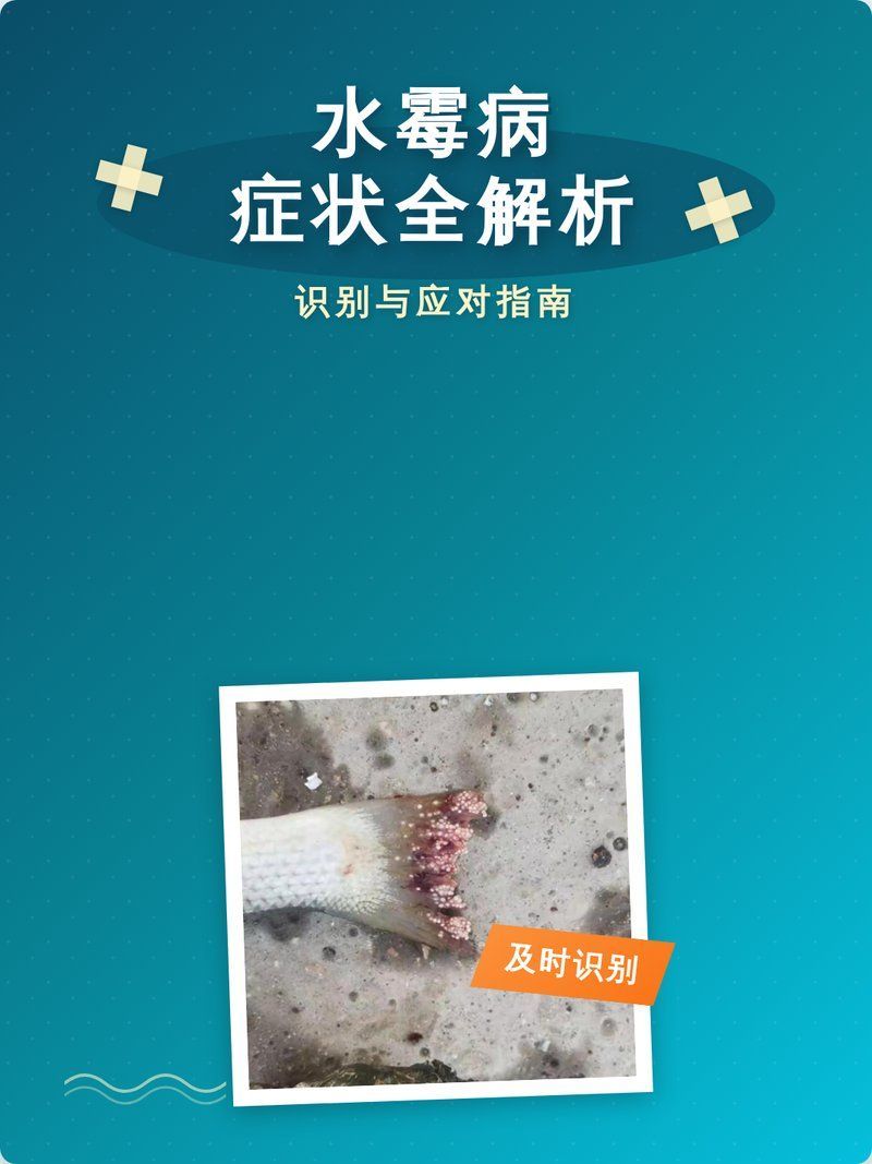 龍魚水霉病中期如何治療最有效，龍魚水霉病中期如何治療 龍魚水霉病中期如何治療最有效，龍魚水霉病中期如何治療 龍魚百科 第2張