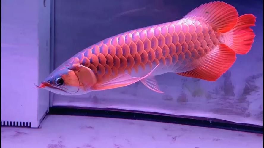 祥龍魚(yú)場(chǎng)有哪些旗艦品種，祥龍魚(yú)場(chǎng)旗艦品種對(duì)比表, 祥龍魚(yú)場(chǎng)有哪些旗艦品種，祥龍魚(yú)場(chǎng)旗艦品種對(duì)比表, 龍魚(yú)百科 第2張