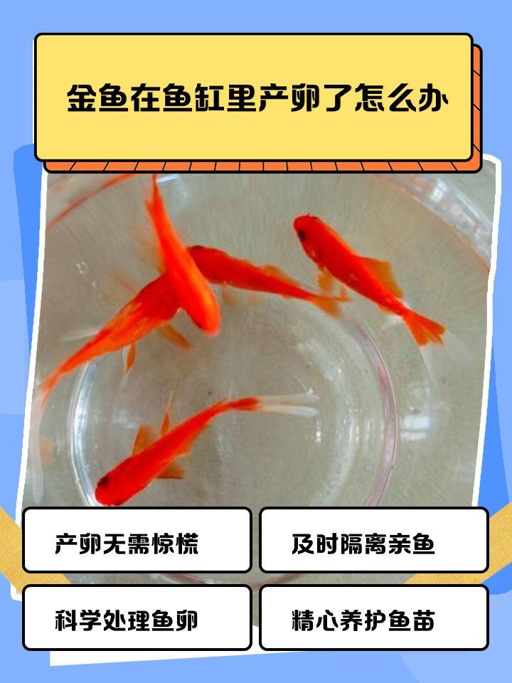 金魚產卵后如何照顧親魚 金魚產卵后如何照顧親魚 龍魚百科 第1張