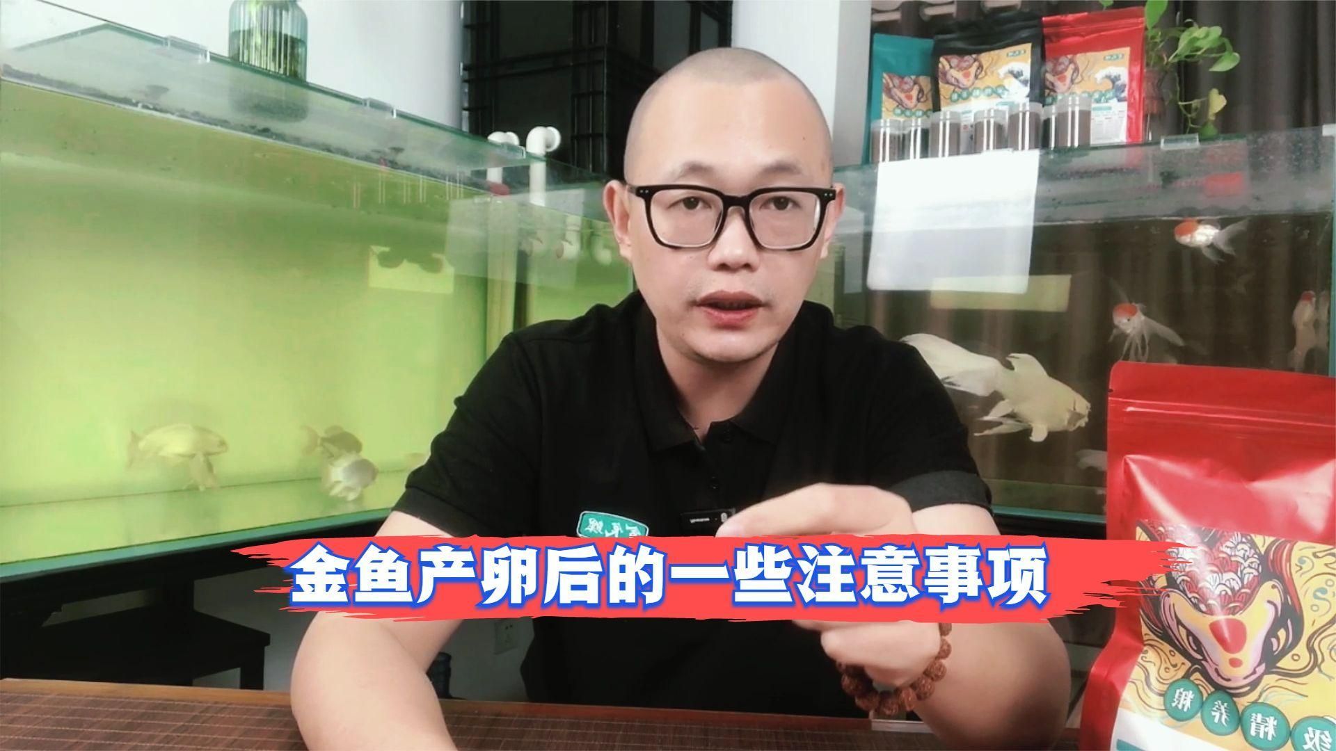 金魚產卵后如何照顧親魚 金魚產卵后如何照顧親魚 龍魚百科 第2張