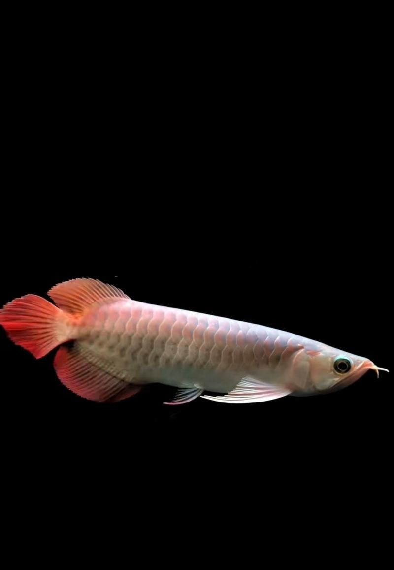 紅金龍魚壁紙高清圖片,紅金龍魚壁紙有哪些款式 龍魚百科 第1張 紅金龍魚壁紙高清圖片,紅金龍魚壁紙有哪些款式 紅金龍魚壁紙高清圖片,紅金龍魚壁紙有哪些款式 龍魚百科 第1張