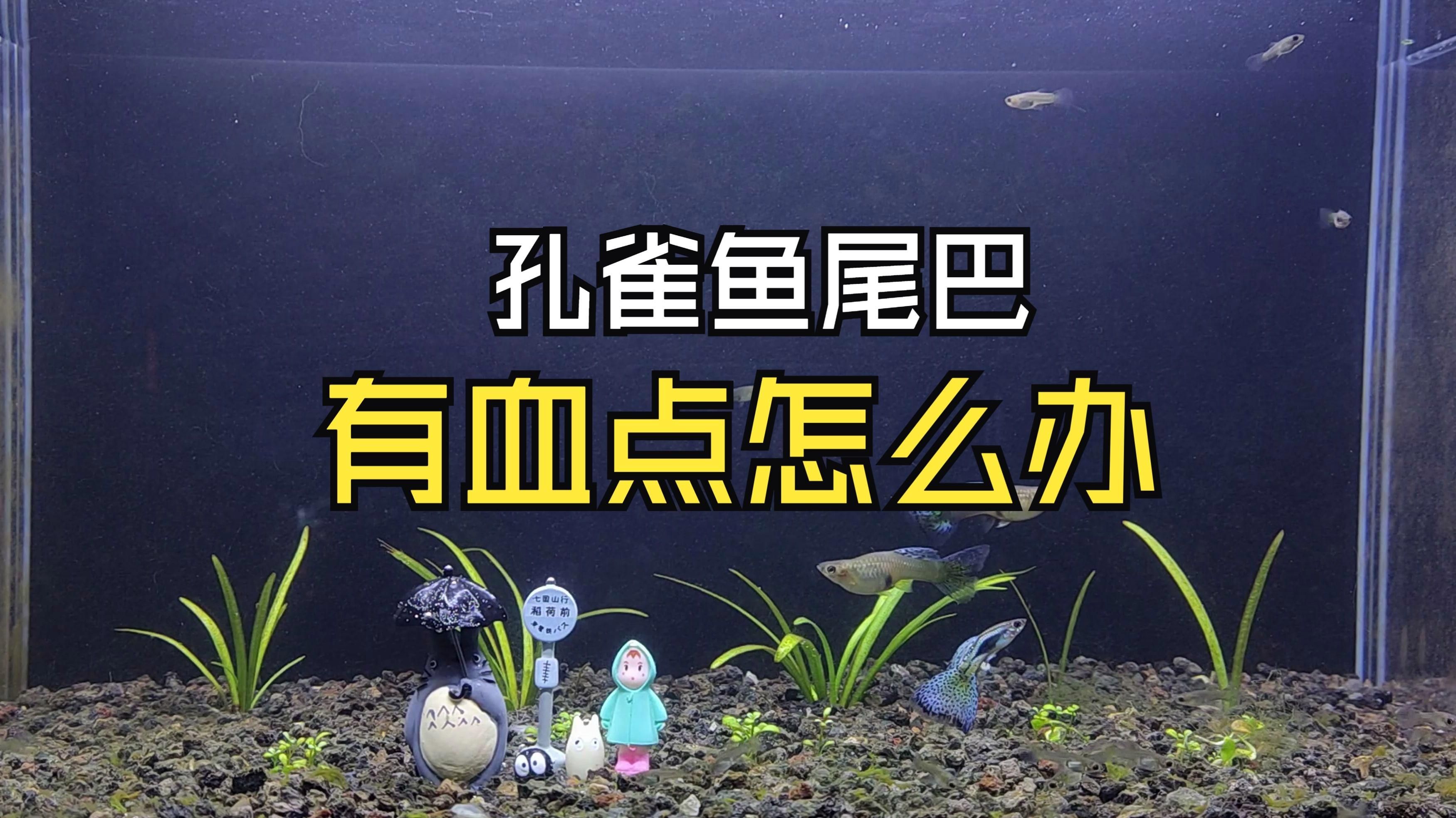 如何判斷魚尾巴發紅是否嚴重，魚尾巴發紅是怎么回事？ 如何判斷魚尾巴發紅是否嚴重，魚尾巴發紅是怎么回事？ 龍魚百科